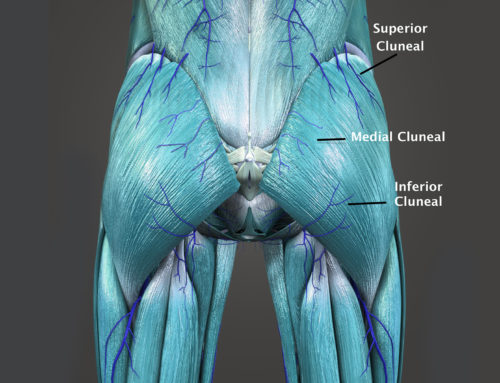 Cluneal Nerve Anatomy, Pain, and Treatment