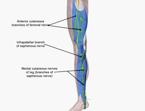 Saphenous Nerve Anatomy, Pain, and Treatment